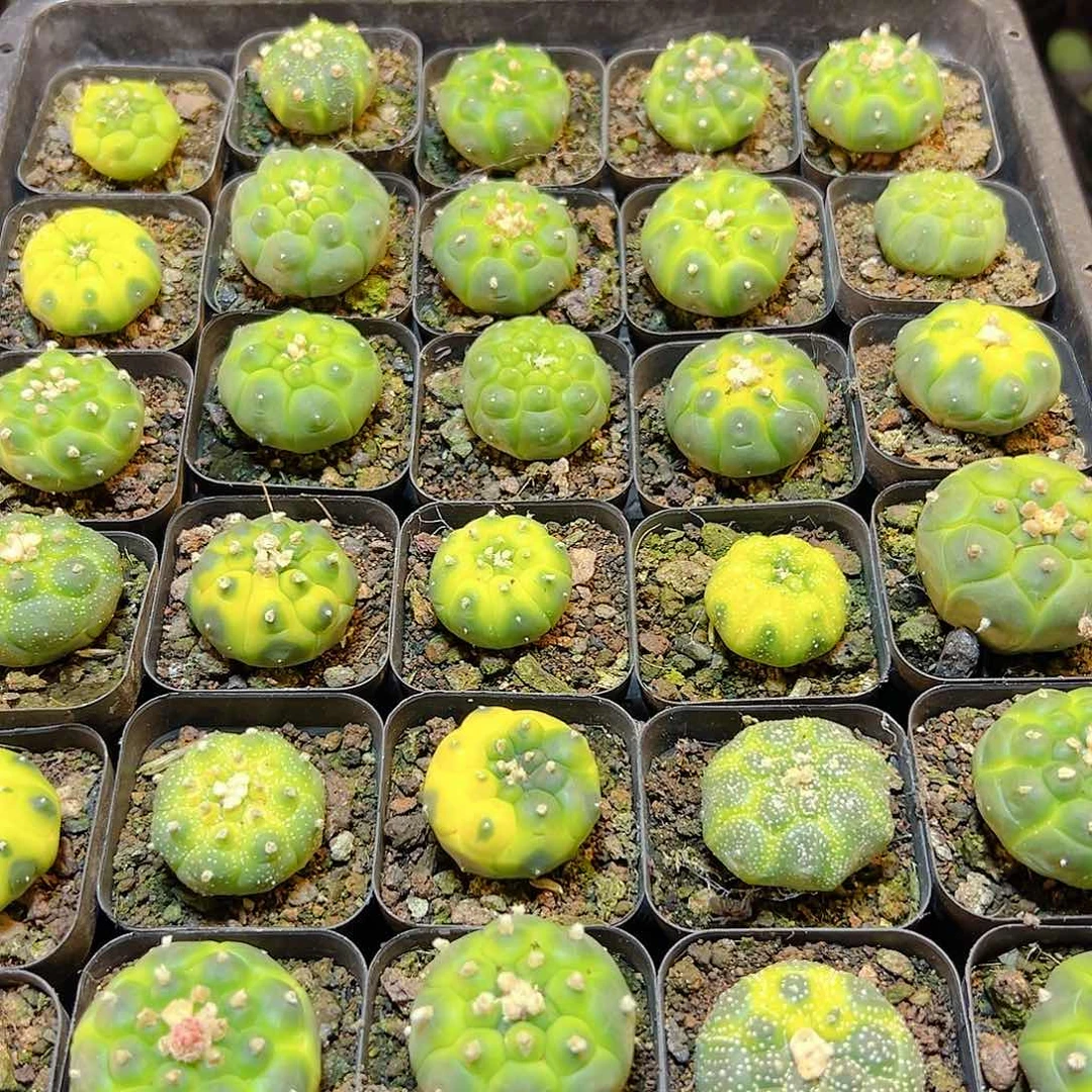 实生龟甲黄体锦2.9公分带盆