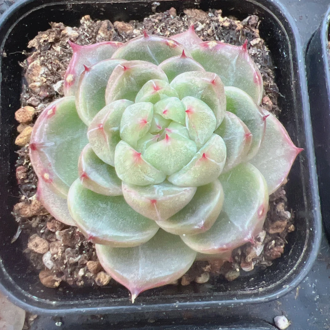 新品珍妮单头70#-带盆土