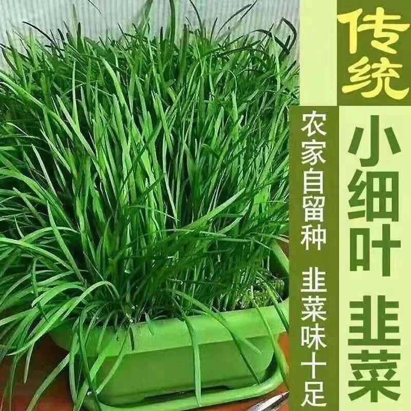 【20天可吃】新韭菜根香韭菜根小叶韭菜根大叶韭菜根四季可栽好养活