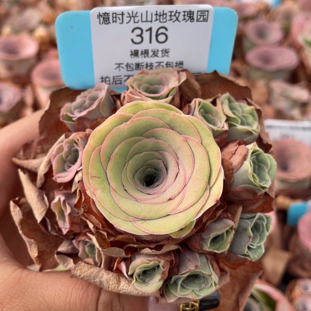 山地玫瑰316断枝不包损不售后