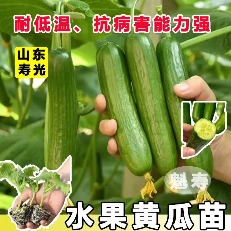无刺强雌水果黄瓜苗秧带土球带刺大黄瓜种子春秋四季连续结瓜蔬菜
