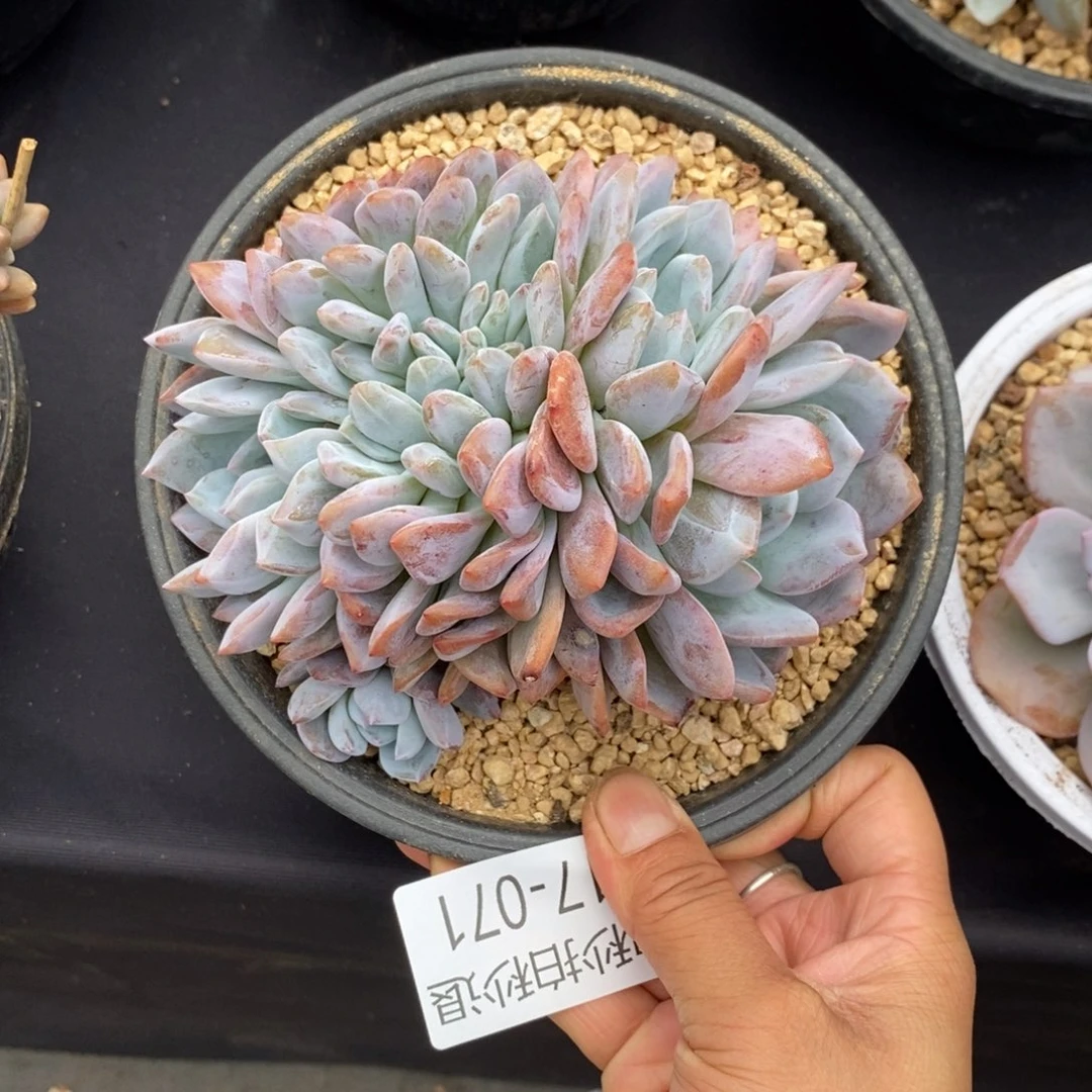 勿秒拍秒退 917-071橙子缀