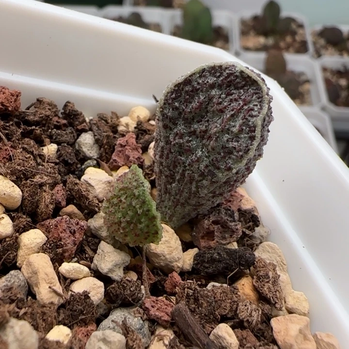 凤哕水泡多肉植物