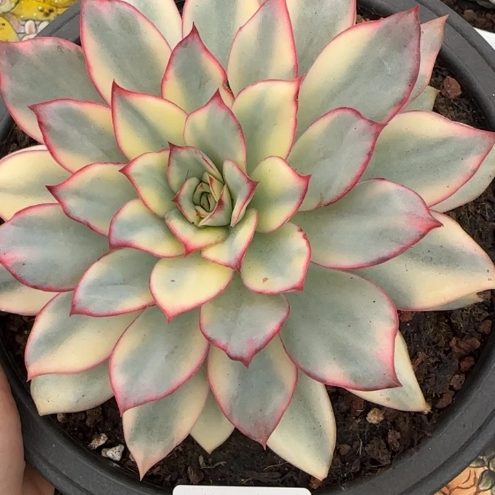 1689月光女神锦多肉植物