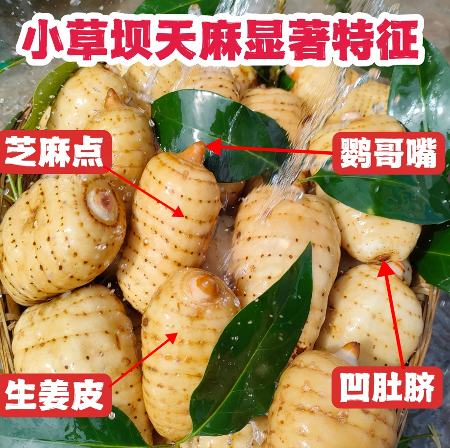 【鲜天嘛】正宗云南昭通小草坝新鲜天嘛老品种高山乌天嘛蔬菜