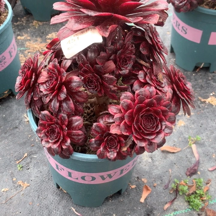 451墨染多肉植物