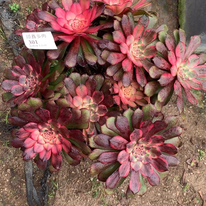 301烟火多肉植物特价