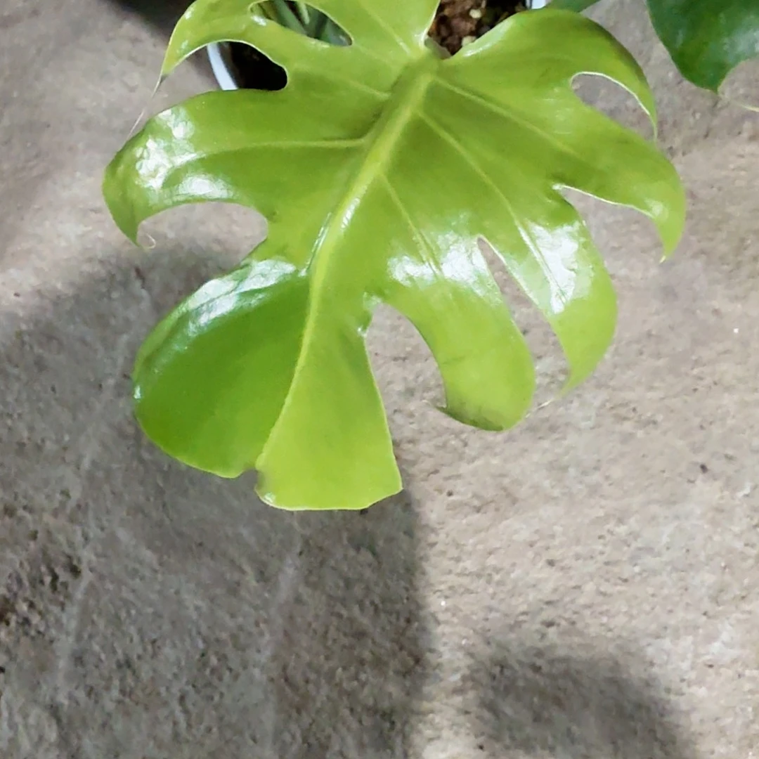 当前无花朵，栽培后可花朵大*星龟背竹一物一拍