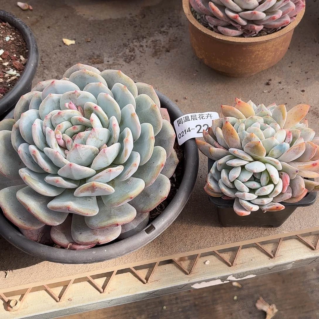 b**o同温层多肉组合两颗226