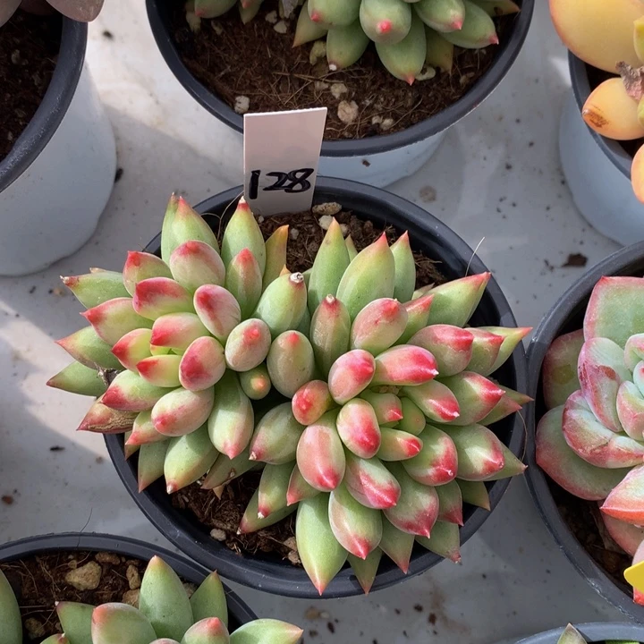 多肉植物727272727278