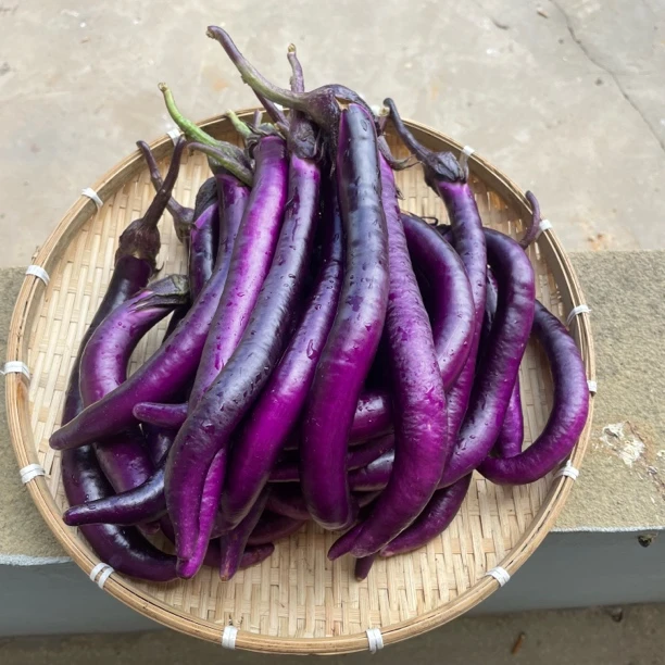 【顺丰冷运】本地小茄子 江西小炒甄选老品种农家自种