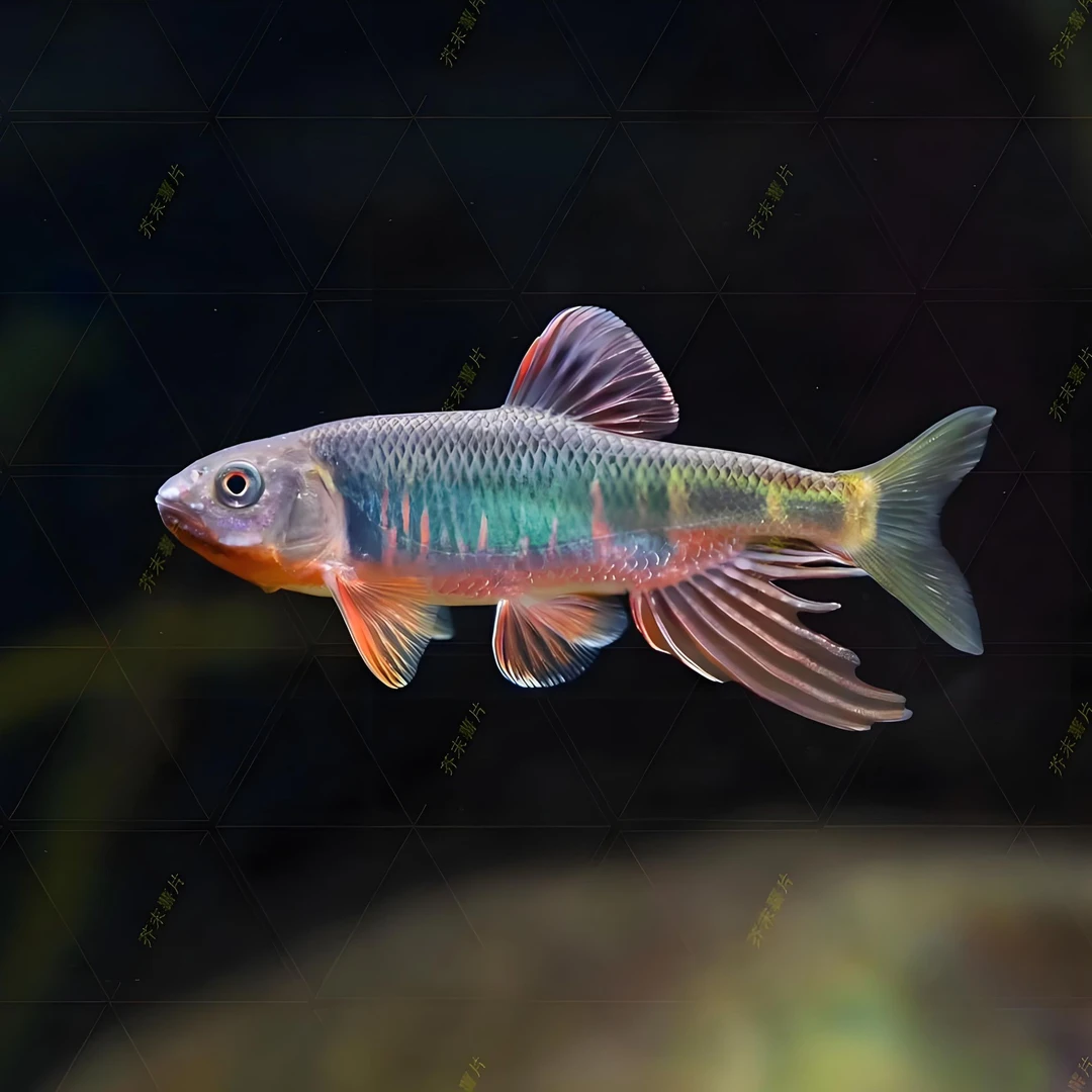 宽鳍鬣安徽南宽桃花鱼红翅膀发色宽原生鱼彩虹冷水鱼