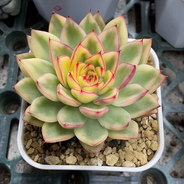 阿诗娜锦一物一拍锦龙