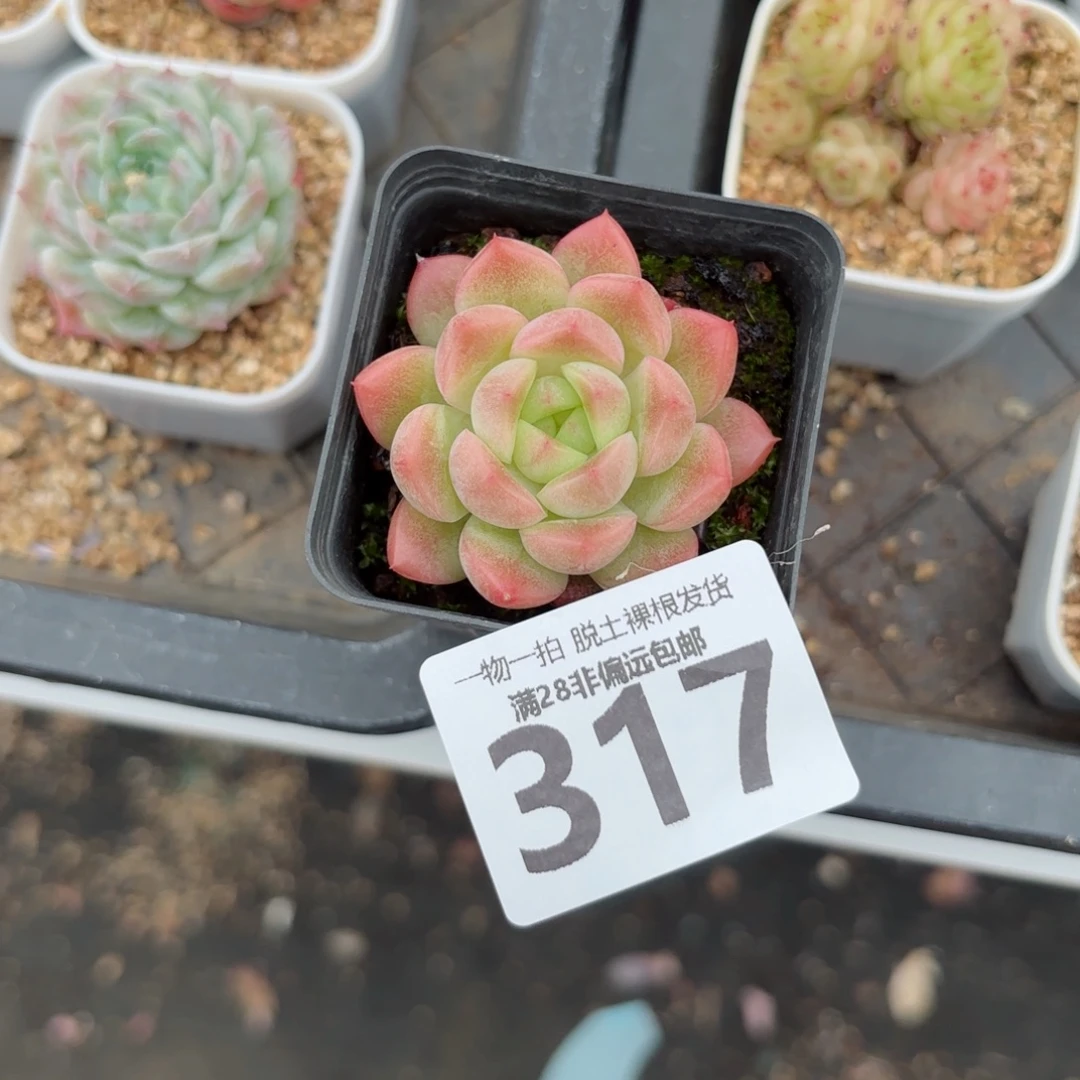 优选珍妮无盆土发货