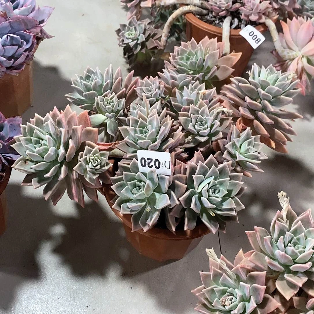 小*哒020滨月多肉植物