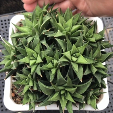 白洋宫群带盆发货哈哈哈