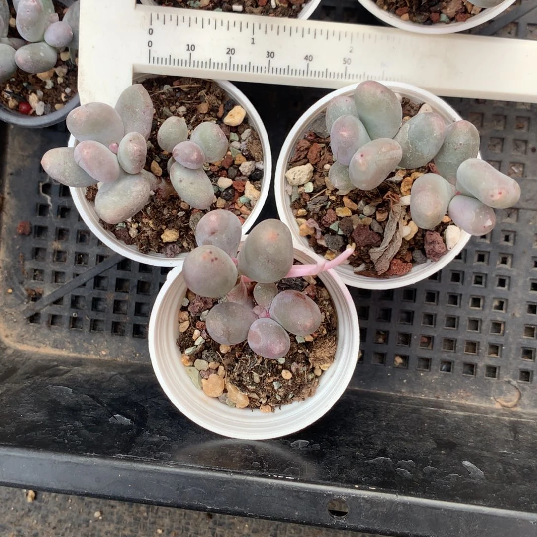 溜***达一起嚯哈哈哈哈哈