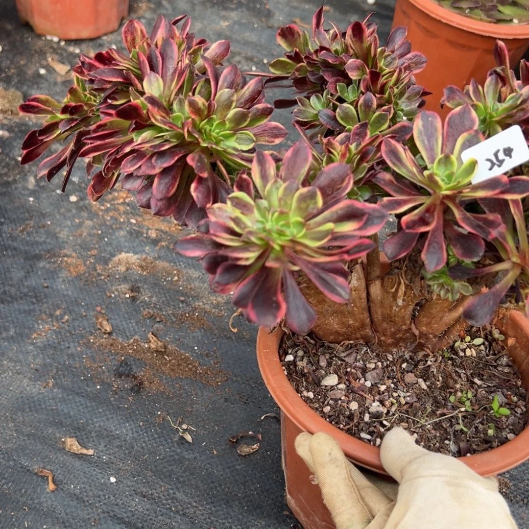 254欧嘉莉缀多肉椅子