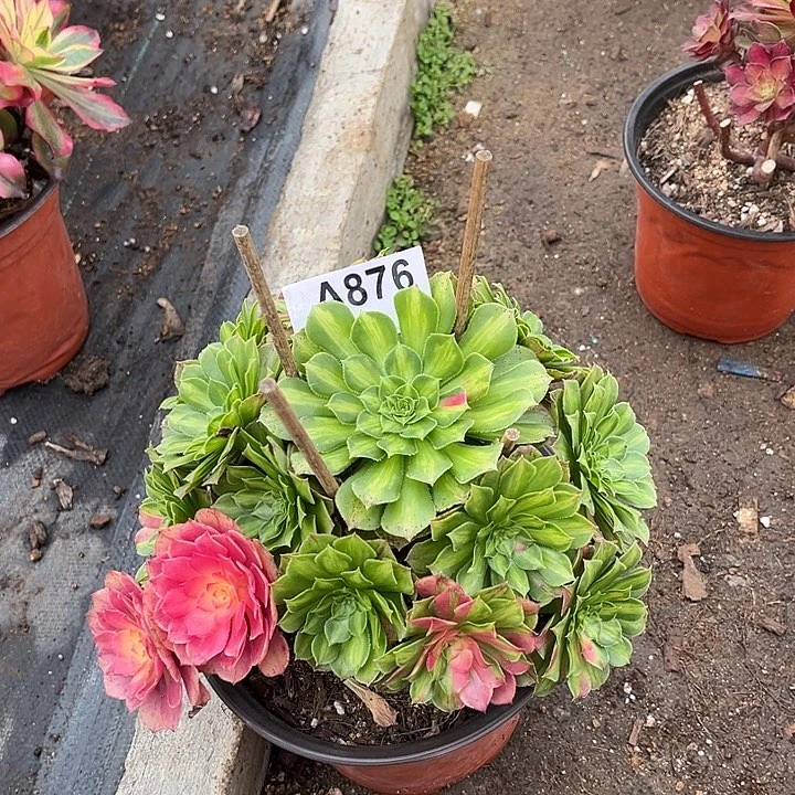 876知否法师多肉植物