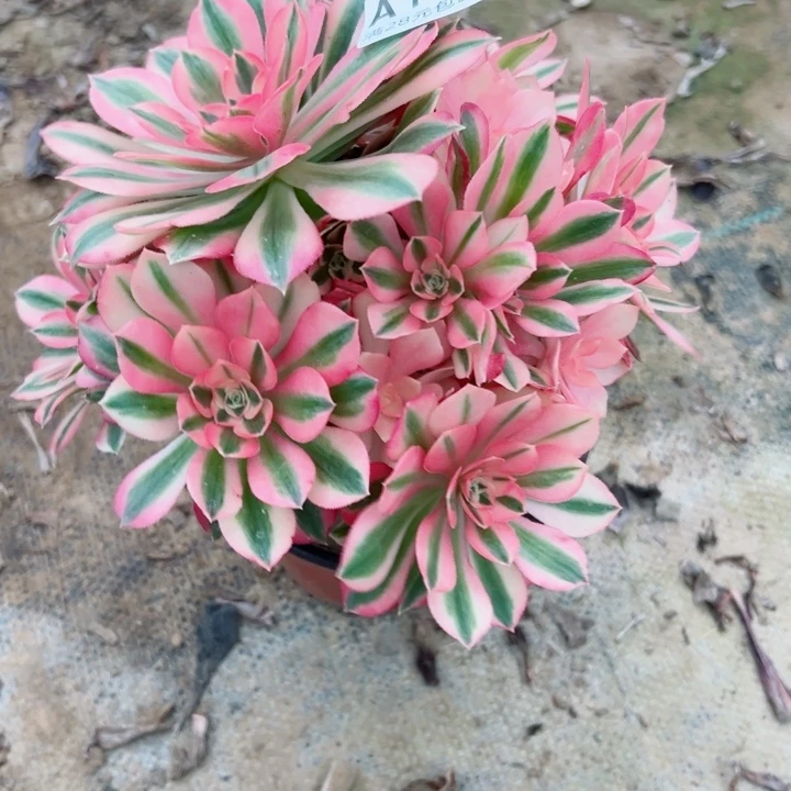 182女巫多肉植物