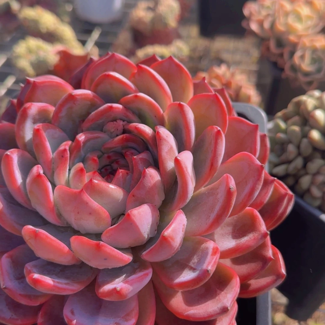 【闪购商品】模特大红鸾