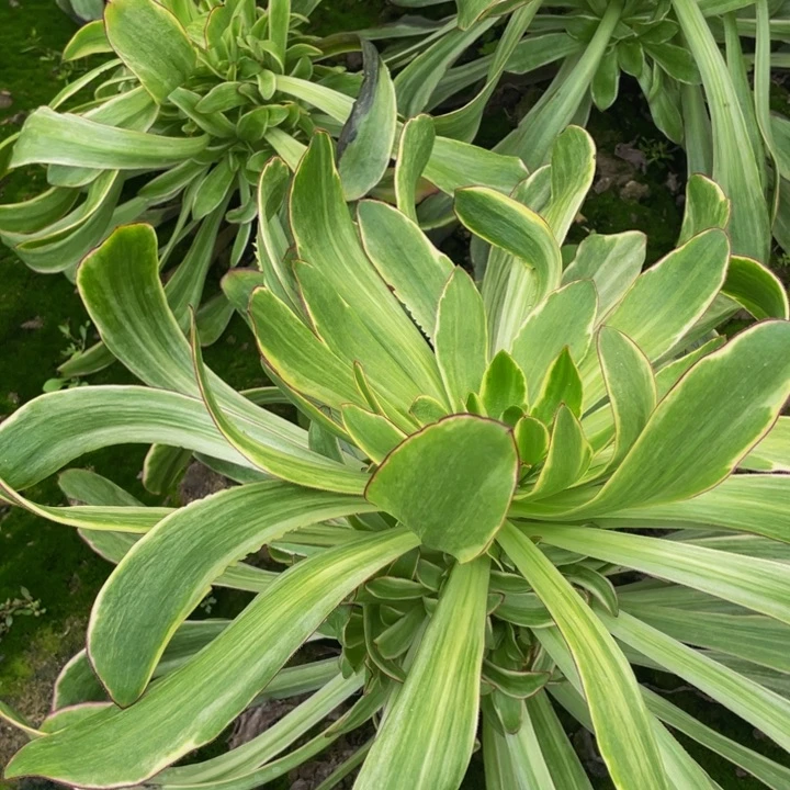 紫燕多肉法师地址配合