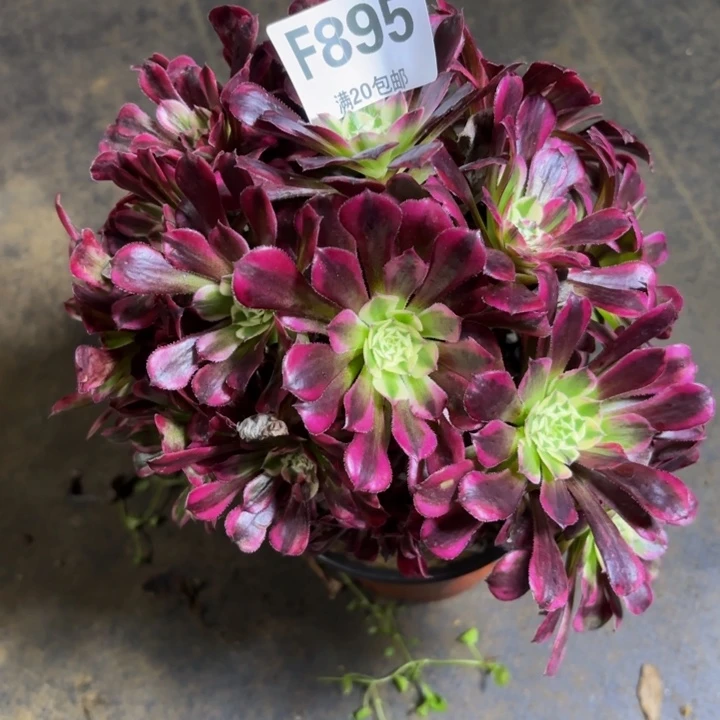 瑞妈多肉园艺，895.同花顺