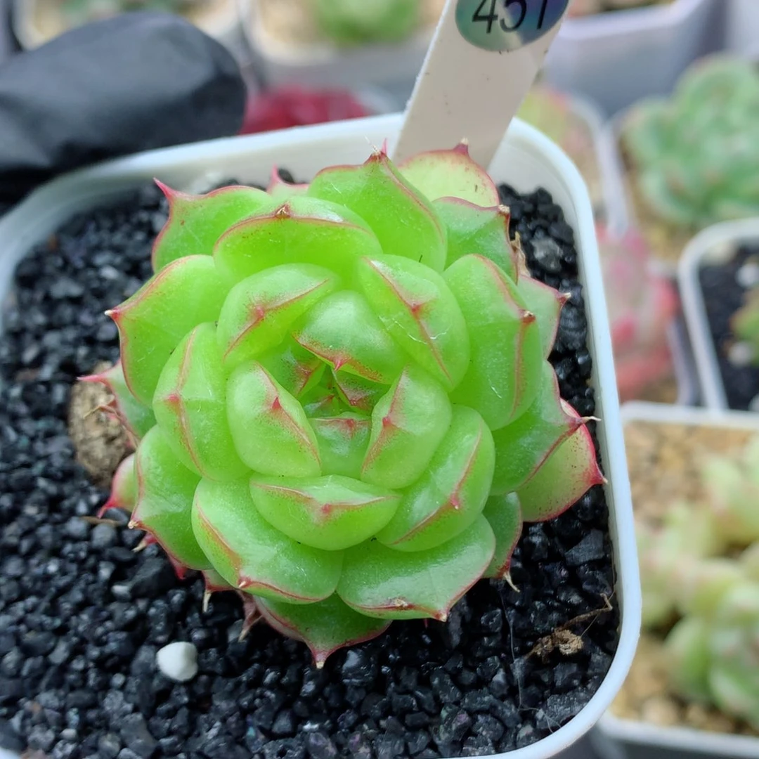 58包邮  群生不包整451