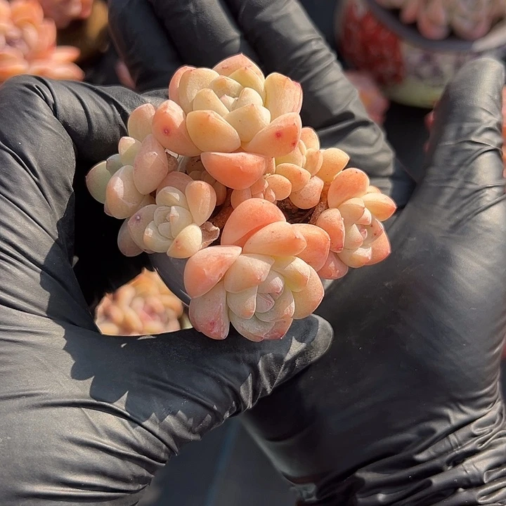 八头冰玉带盆发的时候