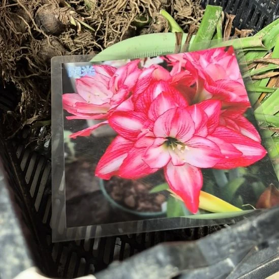 当前无花朵，栽培后可花朵霞光3厘米裸根球