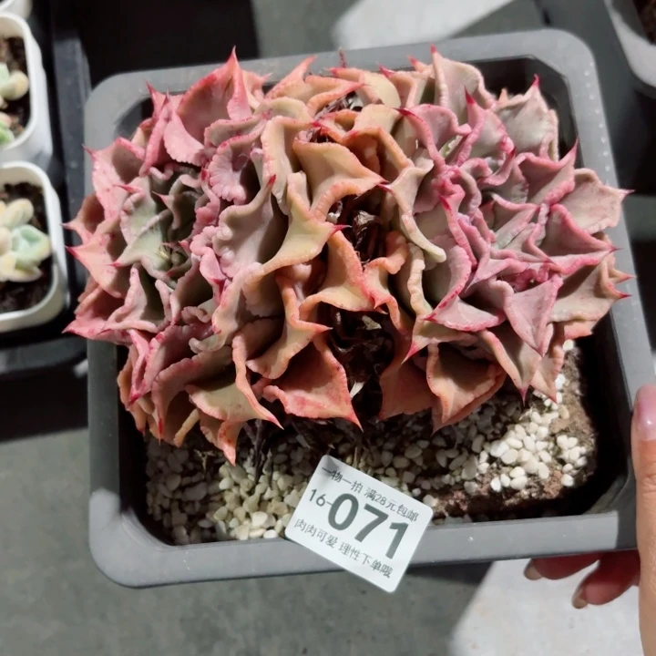 饺子皮无盆土发货多肉多