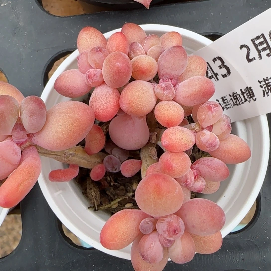 花语逸镜0208-243