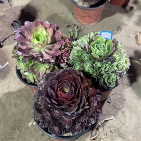 693多肉植物组合