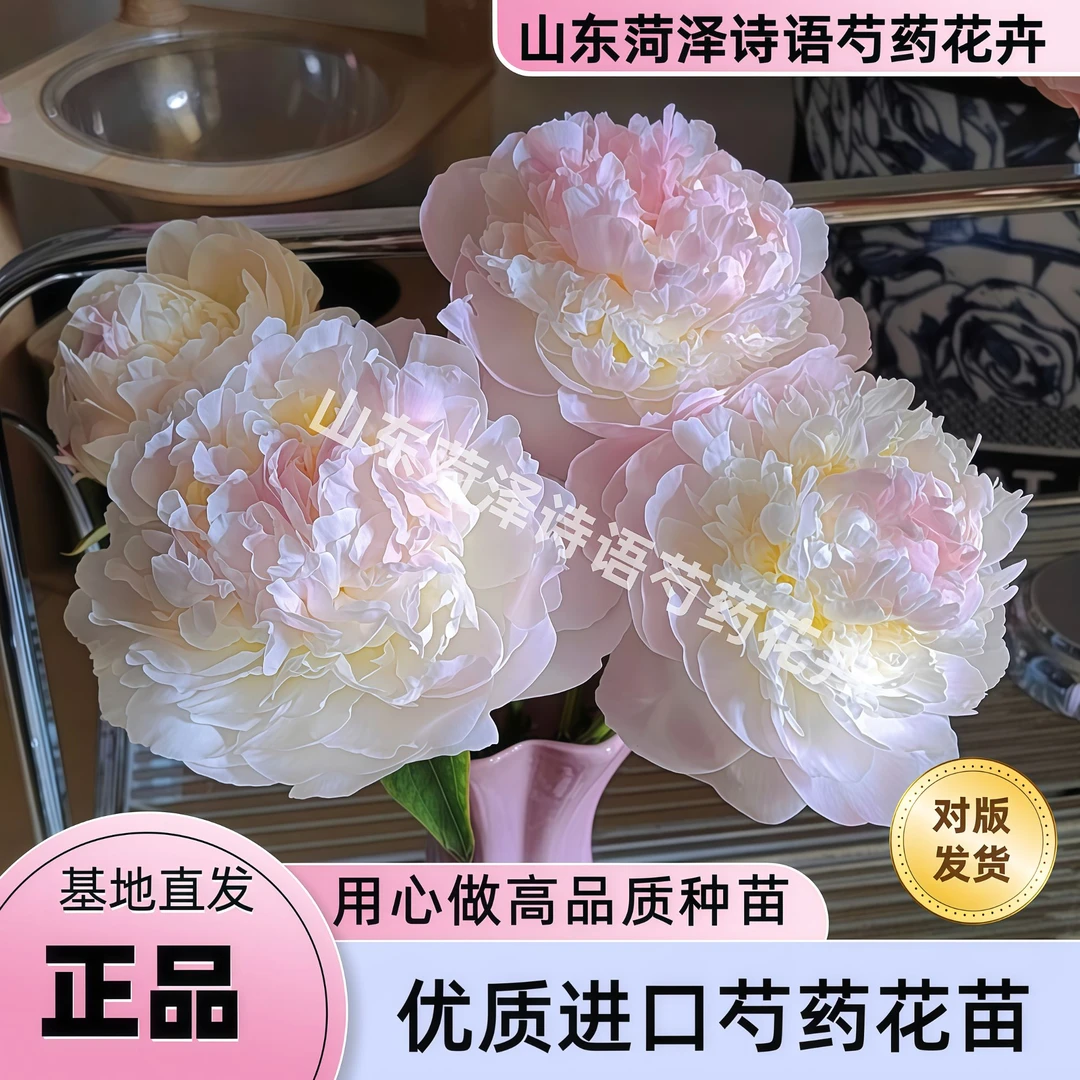 羞涩女王分株小苗福利品【诗语花卉】进口芍药花苗福利【理性购物】