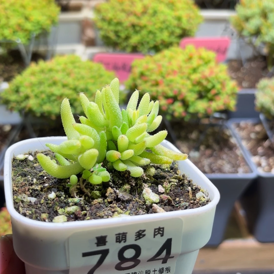 枝干番杏玉米锦784