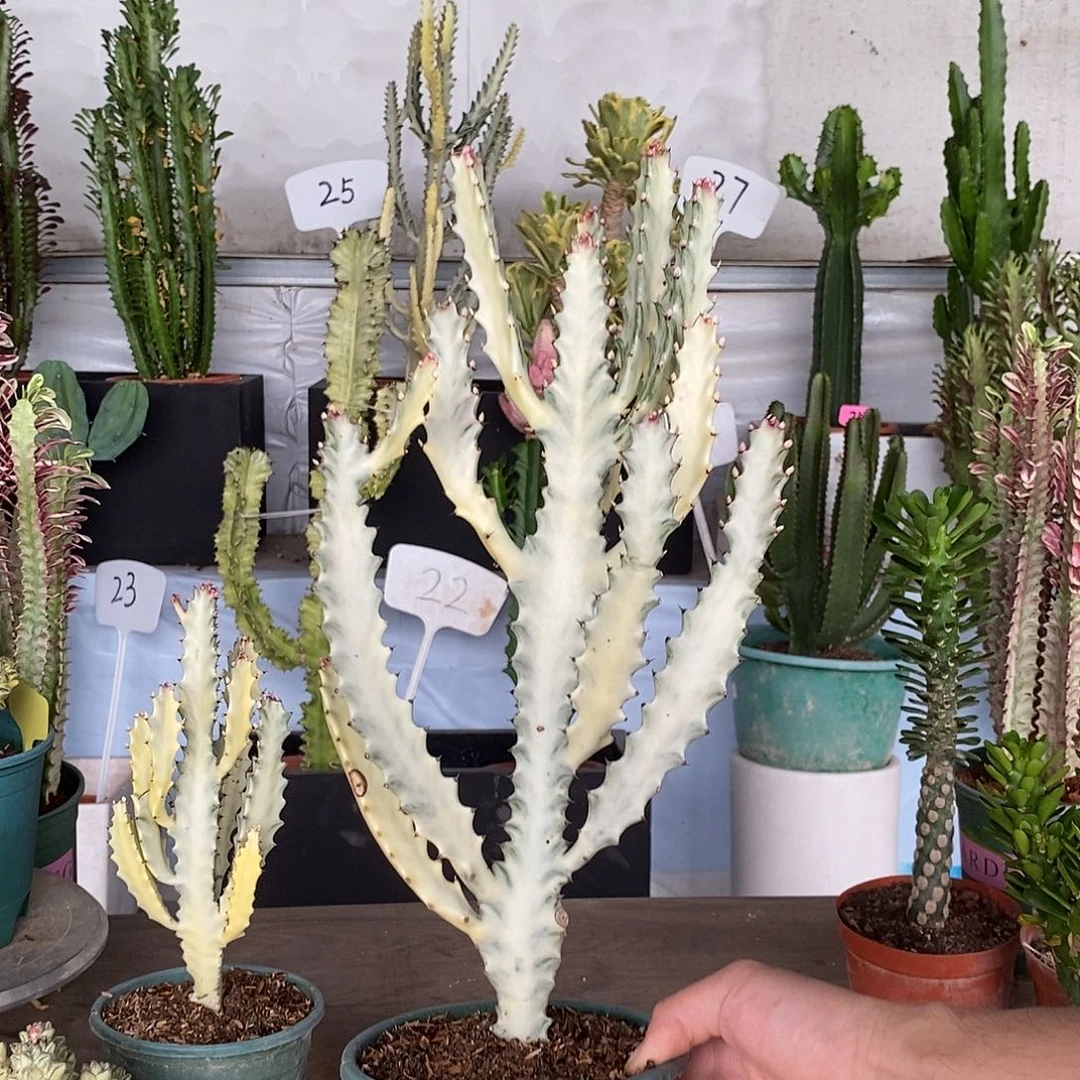 当前无花朵，栽培后可花朵白龙骨一物一拍