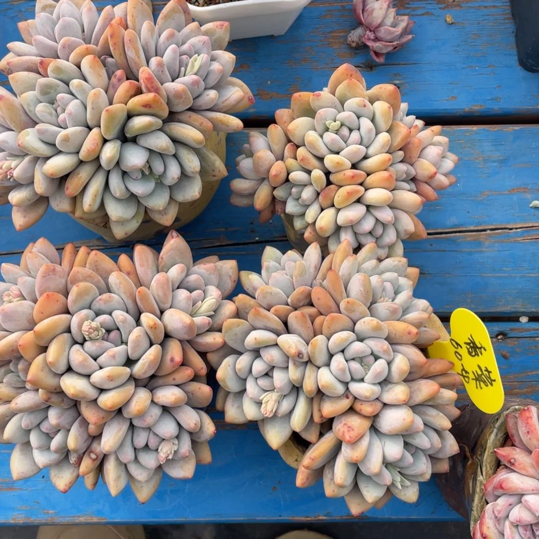 香*吖奶酪体香水四个一组60