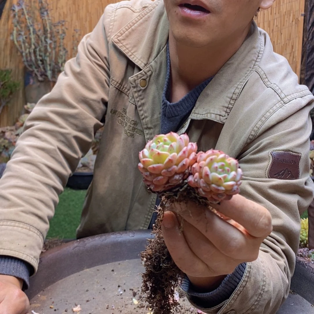 小**?262号白胖子多肉