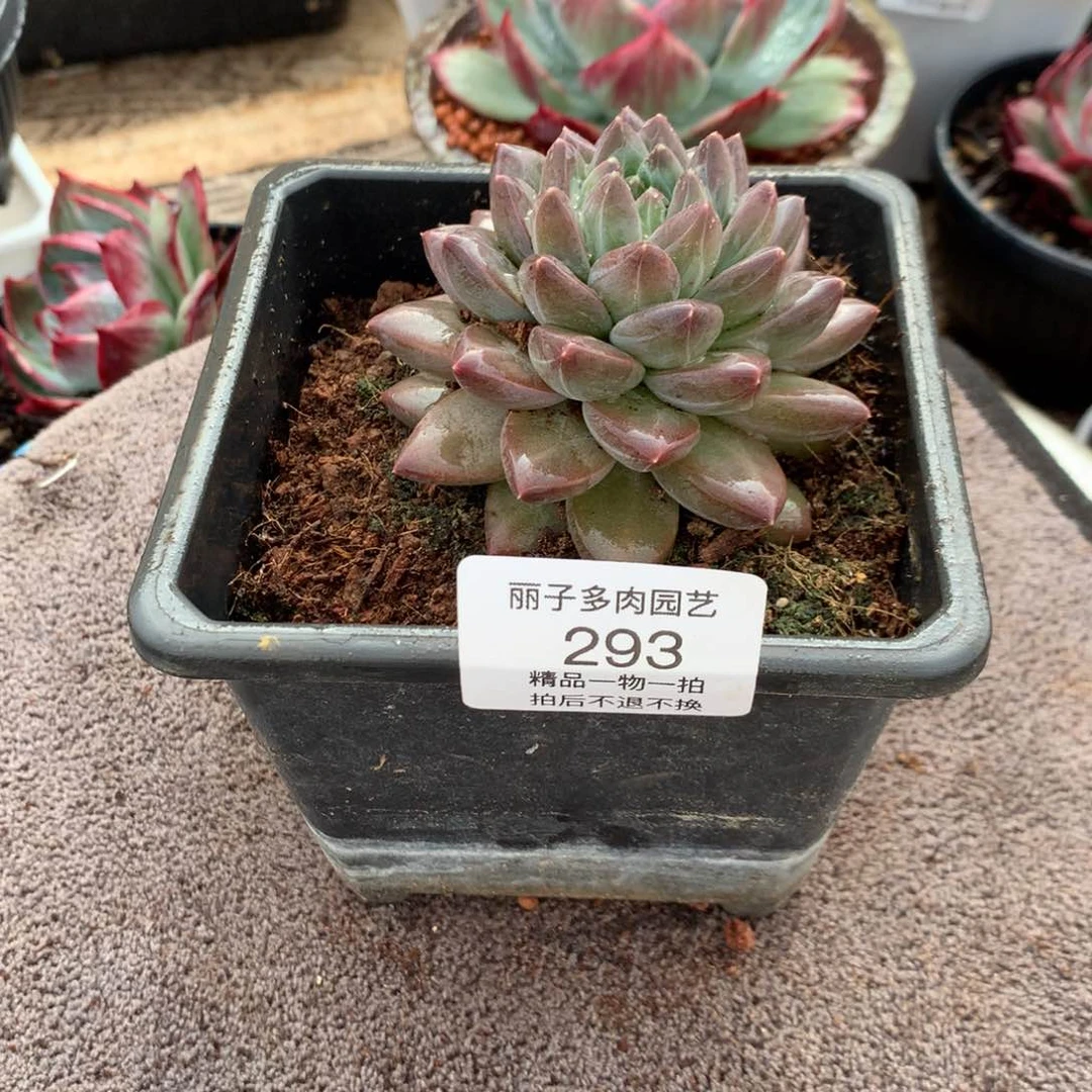 暗纹系美人。尺寸8。多肉植物