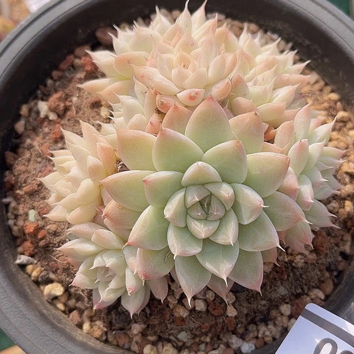 白色佳人0580多肉植物