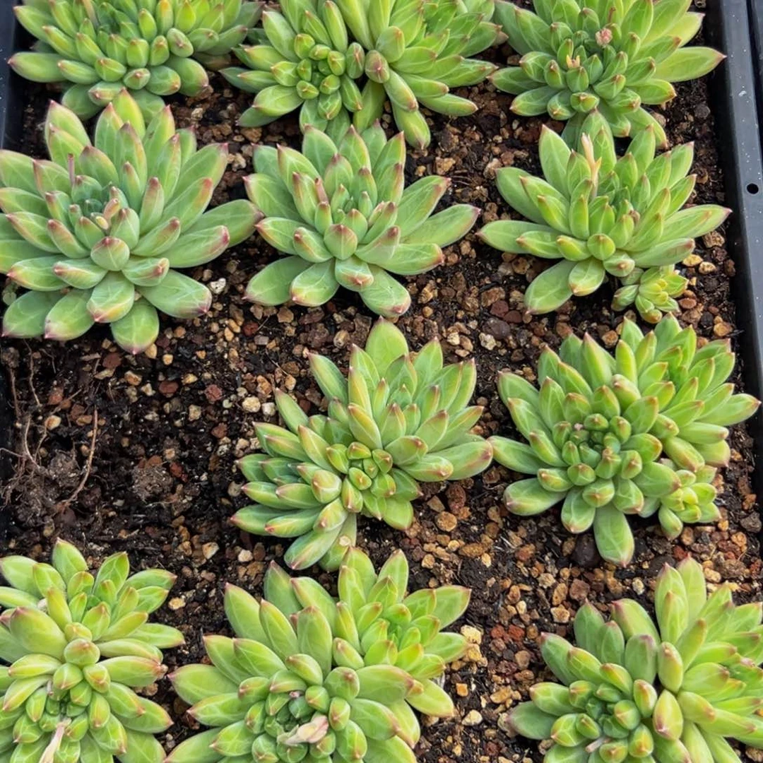 11颗美人系列多肉植物