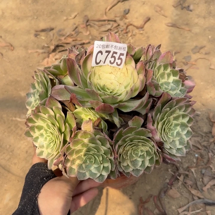 海王……多肉植物……