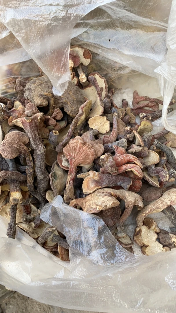 走夷方现收_红灵芝