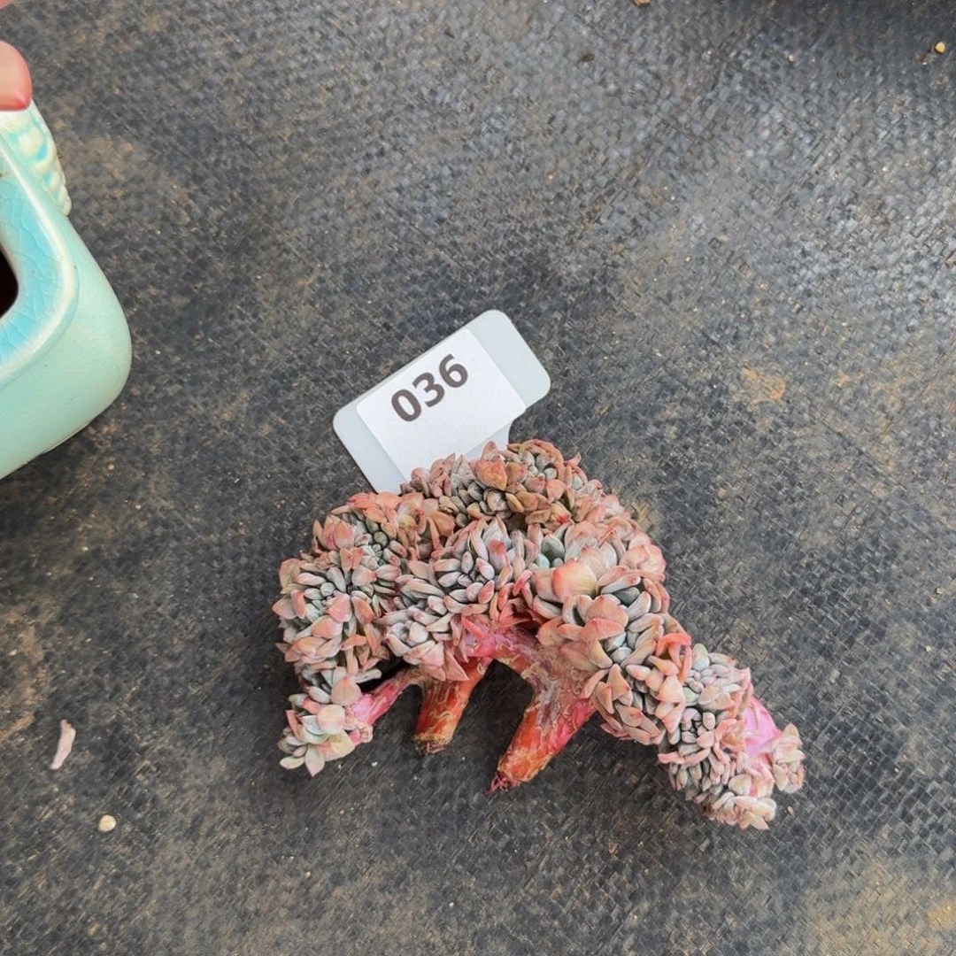 036橙子缀2颗肉肉肉肉肉