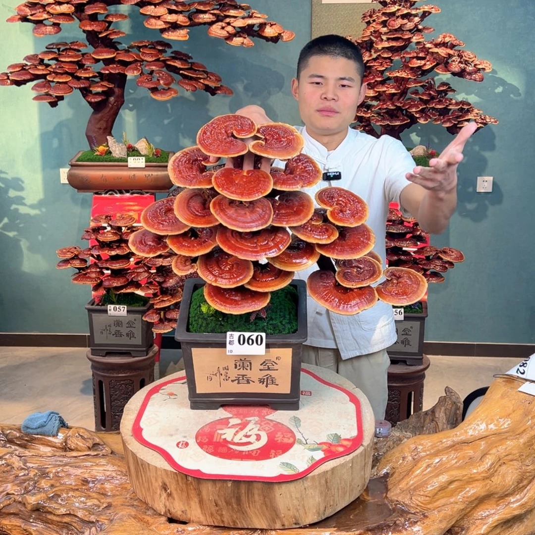 无花朵888888888888