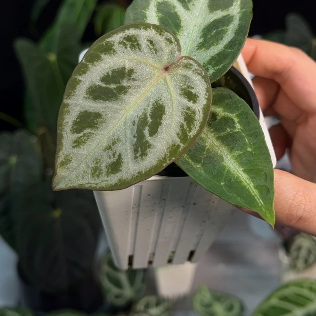 无花朵黑刷子杂红水晶（1245