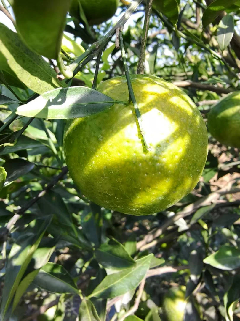 沛哥良陳號2025年南坦老树原枝十月季节二红【54号】沛哥推荐