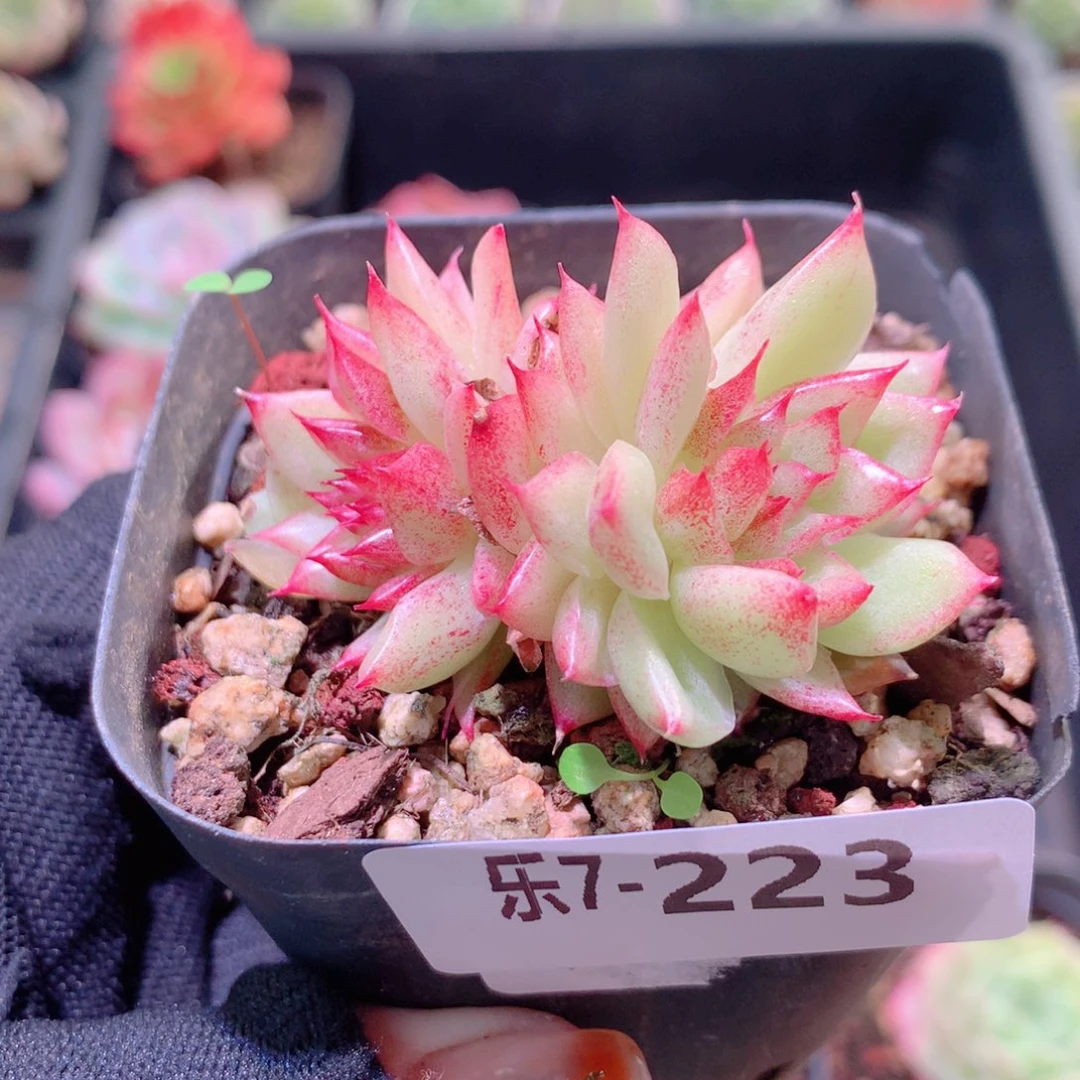 乐然7-223 菊花台