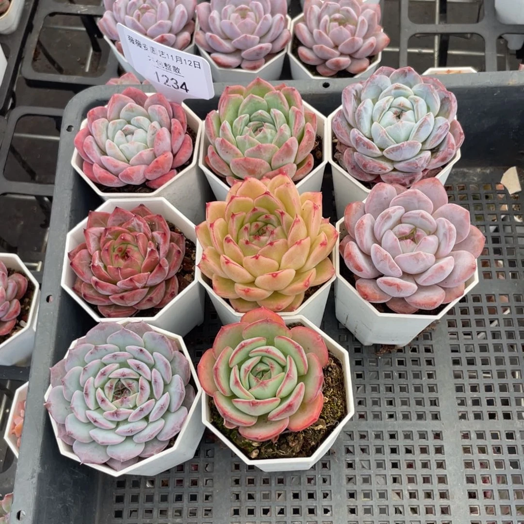 不包整散 盆子不售后1234