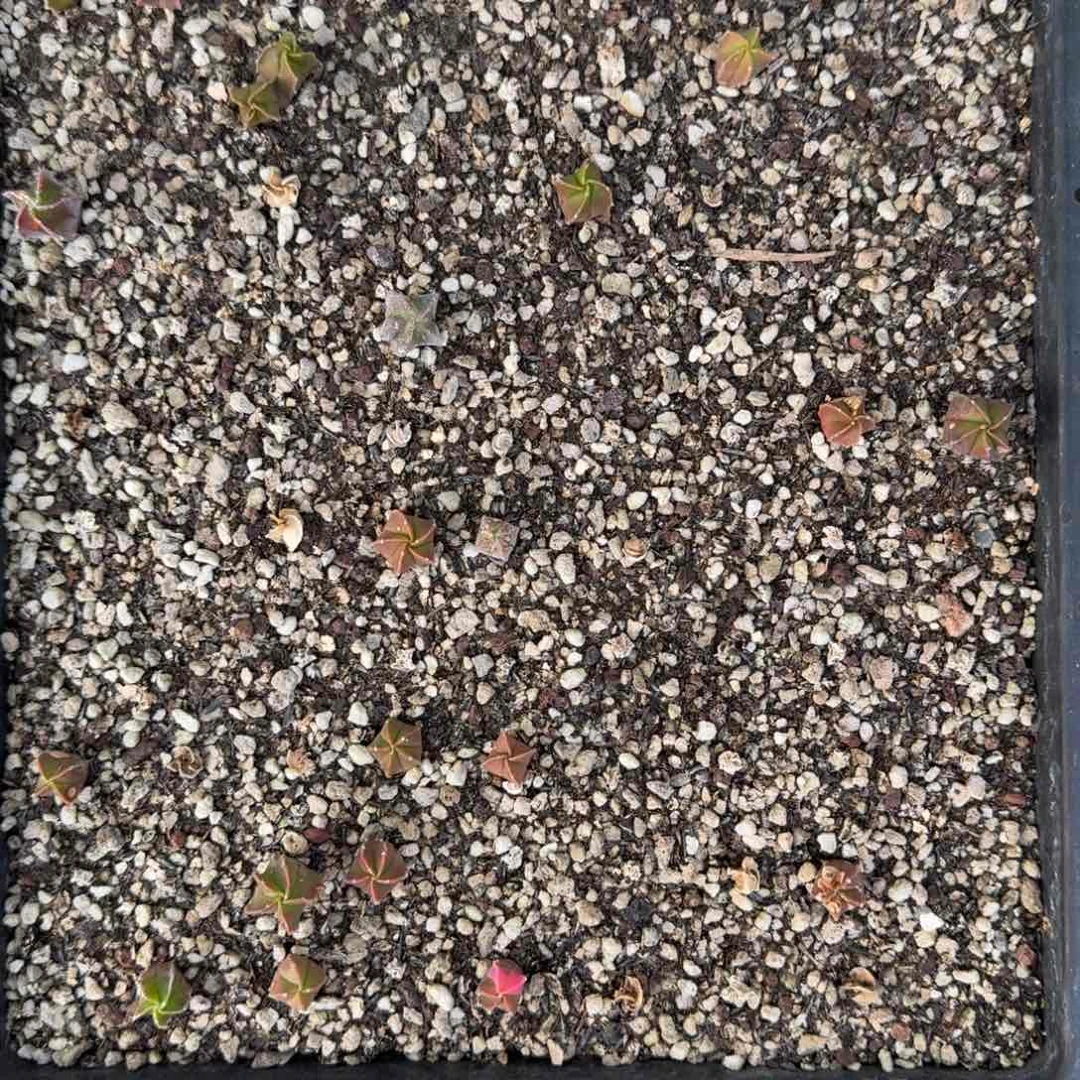 一筐乱七八糟多肉